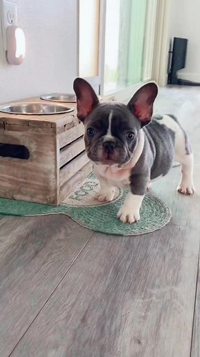 The cutest thing you’ve ever seen.... 😍😂 #fyp #foryoupage #frenchie #frenchbulldogpuppy #frenchbulldogsoftiktok #foryou