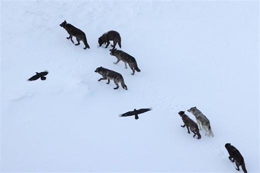 “At first, we were puzzled.” Scientists track 69 ravens through Yellowstone – and make remarkable discovery | Discover Wildlife