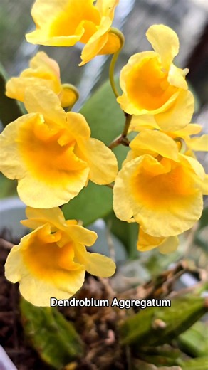 665 reactions · 38 shares | Dendrobium Aggregatum  orchid species #dendrobium #orchid_species #pencintaanggrek #orchidlovers #beautifulflower #kolektoranggrek #forall #gardening | Banua Melo Gardens | Facebook