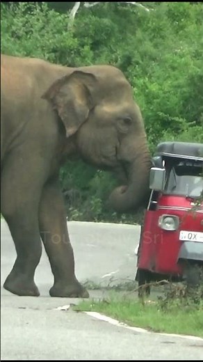 🐘 Wild Elephant Tried to Stop a Three-Wheeler… But It Escaped Just in Time! 😱🛺