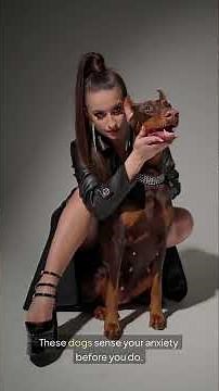 Top 5 Dogs That Literally Act Like Humans (Creepy or Genius?)