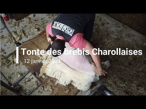 Tonte des brebis Charollaises