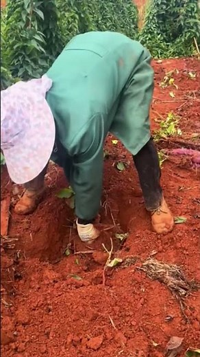 Radish Harvesting Process!