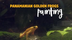 Masterpieces made by the most critically endangered animal at the Zoo...now, that's rare art. If you think these tiny frogs and their enrichment artwork is cool, Wild About Panamanian Golden Frogs Day this Sunday is for you. Info: www.marylandzoo.org/wildaboutpgf | The Maryland Zoo in Baltimore