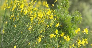 Broom plant with yellow flowers blown by the wind.On the hills of Liguria, the broom plant grows spontaneously and creates beautiful yellow spots. Liguria, Italy.