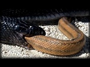 Snakes That Eat Snakes - CrittaCam