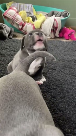 cute pitbull puppy barking sound 4kviral sound #shortfilm #viral #subscribe