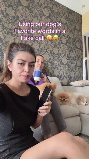 4.9M views · 10K reactions | Did you know dogs can learn up to 165 human words  #drglam #glampomz #pomeranian #doglover | Dr. Glam | Facebook