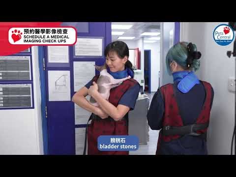 Key differences between X-Rays and Ultrasounds for animals