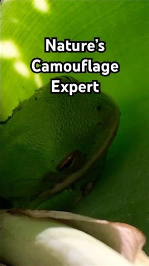 🐸 Hidden in Nature: Green Frog - Nature’s Camouflage Expert Hidden in the Leaves