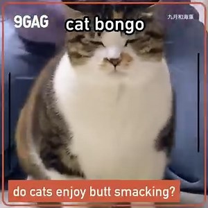 88K views · 788 reactions | do cats enjoy butt bongo? let's test it out at cat cafe | 9GAG | Facebook