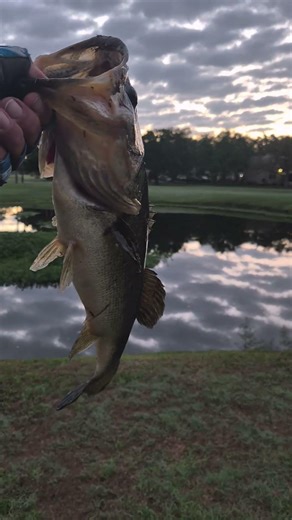 big ole large mouth hit the zoom speed tail