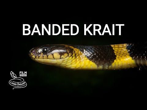 Banded krait, a large deadly venomous snake which kills other snakes