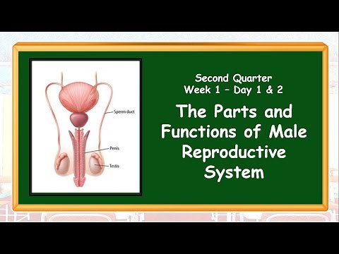 The Male Reproductive System-Q2-Day1-2