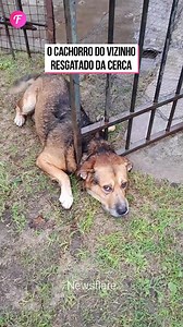 Vizinho resgata cão aflito da cerca | Tudo o que você precisa é de diversão