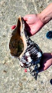 463K views · 93 reactions | Were you expecting this  find? ⬇️ ....