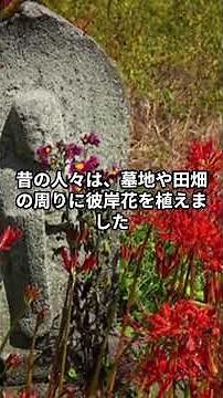 彼岸花の雑学#彼岸花#曼珠沙華#墓地に咲く花#あの世とこの世#境界#怖い花#日本の伝承#和風ホラー#秋の風景#スピリチュアル#花言葉#学べるショート#ショート雑学#日本文化#ホラーショート#不思議な話