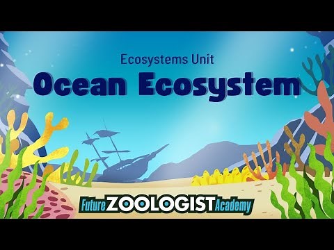 Ocean Ecosystems | Marine Plants and Animals | EdZOOcating Adventures