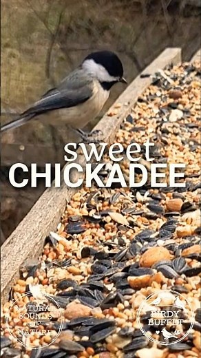 sweet CHICKADEE 🤍🌿