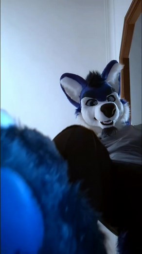 Speedy waking up in a bad mood and it's #MacroMonday as well. Video by @joeychubbyfox #wolf #fursuit #macro #paws #stomp