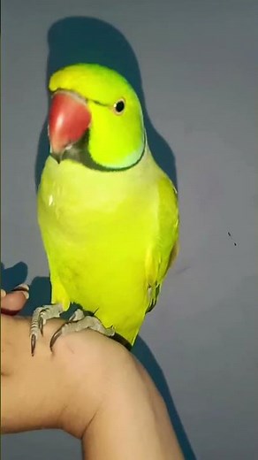 ma tota ma tota poem mithu mithu parrot 🦜🦜