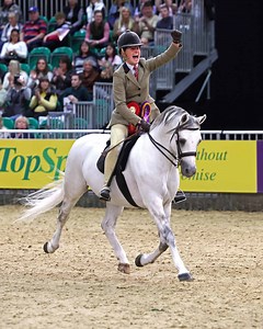 ‘He’s my pride and joy’: versatile home-bred stallion shines at HOYS