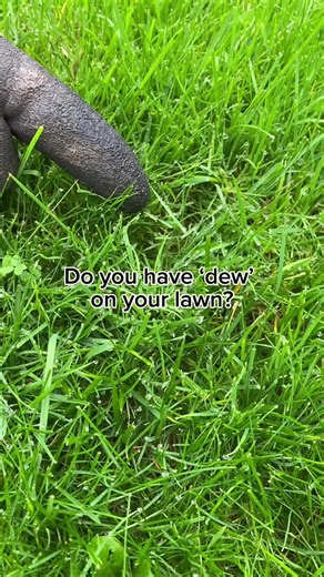 Understanding Lawn Dew: A Guide to Morning Moisture on Your Grass