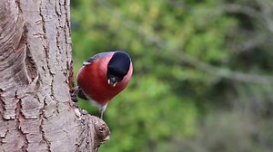 Watch Bullfinch in the forest | Streamable