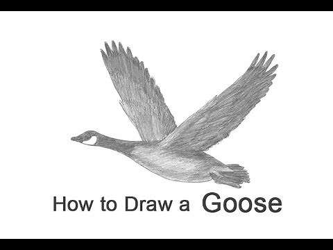 How to Draw a Canada Goose Flying