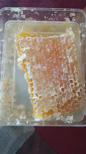 2.6K views · 60 reactions | How to Eat Honeycomb Like a Beekeeper | Breakfast #honeybees #beekeeping #honey | Swarmstead Bees and Gardening | Facebook