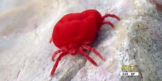 Why the late summer is peak chigger season in the Ozarks