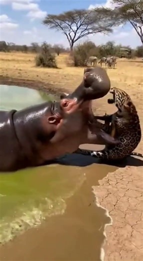 Leopard vs Hippo — Clash at the Edge of the Wild