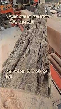 when to deal with trees that are infested with oak wilt. #forestry #redoak