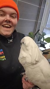 Meet buddy! | Exotic Pet Birds, Inc.