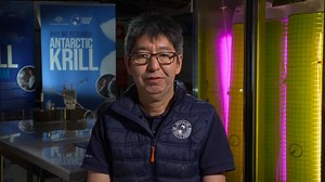 16 reactions | 戀 2 days until World Krill Day! We're counting down by hearing from some of the top krill experts on why these tiny creatures are krill-tical to the Southern Ocean ecosystem. Today, we feature Dr. So Kawaguchi from the Australian Antarctic Division, who shares fascinating insights about the mating dance of krill. | Antarctic and Southern Ocean Coalition | Facebook