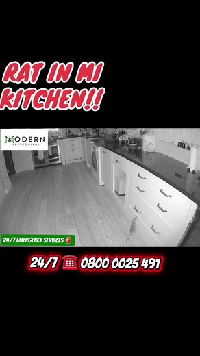 🐜 Quick, safe & effective pest solutions! Modern Pest Control UK is just a call away. 📞 0800 0025491 | 💻 modernpestcontroluk.com ##modernpestcontrol##PestControlUK##foryoupage##foryoupage❤️❤️##fyp