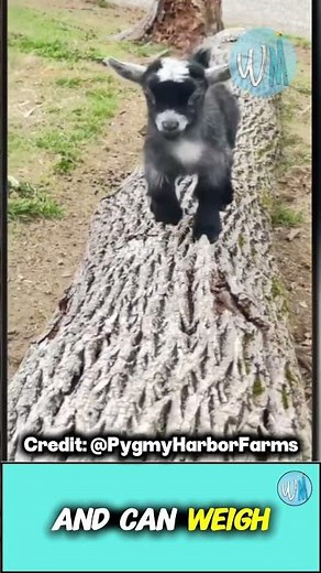 These Are the Smallest Goats in the World 🐐💕