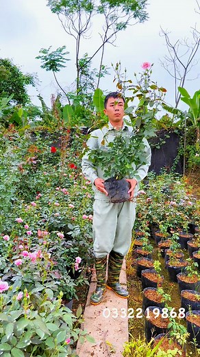 4.4K views · 56 reactions | Hoa Hồng bàn trà cây giống đẹp chỉ 120k 1 cây bao ship cao 60cm đã sẵn hoa nụ đẹp ạ . Anh chị cần mua xin gọi 0332219868 hoặc ib cho em Ngọc #xuhuong #hoa #hoahong #hoahongdep #hoahongthom #ngochoahong | Ngọc Hoa Hồng | Facebook