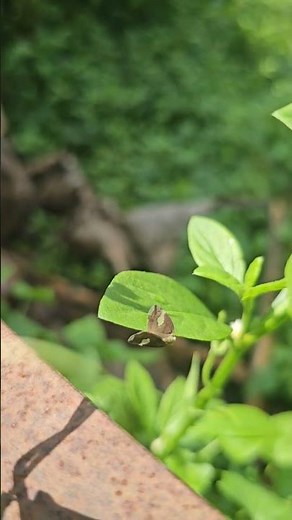 Stunning Close-up of Plecoptera reflexa | Amazing Insect Behavior