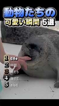 【動物たちの可愛い瞬間5選】#shrots #shrot