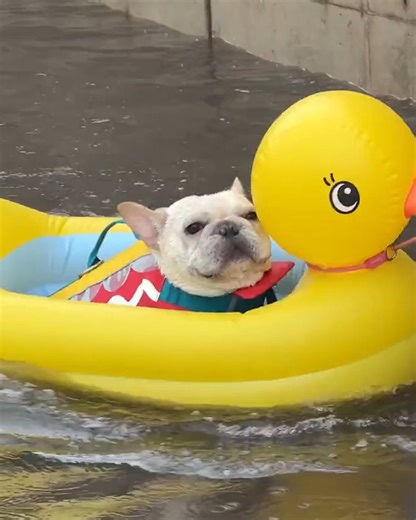 65K views · 474 reactions | this frenchie is a total water bug | 9GAG | Facebook