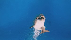 2.9K views · 72 reactions | Dolphins are pretty efficient at mating. Don't blink or you'll miss it! Catch them on Imax: Dolphins, streaming now on the Love Nature App: goo.gl/MUzw3A  | Love Nature | Facebook