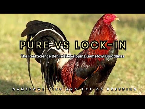 Pure vs Locked-In: The Real Science Behind Developing Gamefowl Bloodlines