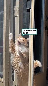 3.2M views · 95K reactions | HOOMAN let me out 勞 | Furry Tails | Facebook