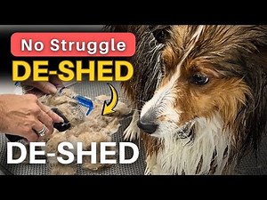 Deshed any Dog — the Simple Way That Actually Works