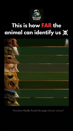 WildSide_Planet on Instagram: "‼️How far can animals really see?🧐 To understand that, you have to look at evolution—and how different eyes became survival machines. Predators like eagles evolved eyes built for extreme distance. Their retinas are packed with over a million photoreceptors per mm²—five times more than humans. Their eyeballs are long, deep cones that work like natural zoom lenses, letting them spot a rabbit 5 km away with almost no blur. Owls, on the other hand, evolved night-visio