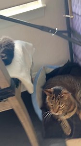 Atlas has range! | Friendly Noodles