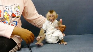 113K views · 2.5K reactions | Super crying the spoil monkey! Milo his skill is crying even now mom let him sitting for eat | Monkey Daily | Facebook