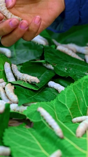 This Craft Is So Precise It Took Centuries to Master! #ancientcraft #traditionalart #craftsmanship #Satisfying #ForgottenTechniques