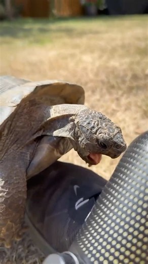 🎹 Sampling Random Sounds 🐢 #beatcookup